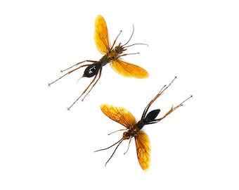 TWO (2) Tarantula Hawk Wasps (Hemipepsis australasiae asiaticae) A2 SPREAD Specimens