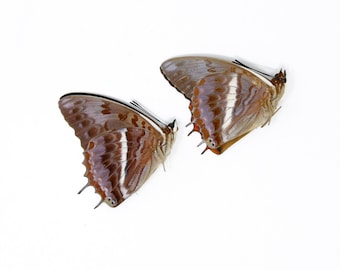 TWO (2) The Western-Red Charaxes (Charaxes cynthia) Dry-Preserved Specimens, Entomology Taxidermy Lepidoptera Butterflies