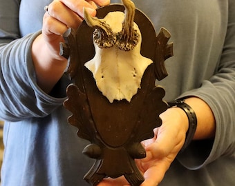 Vintage Roe Deer Skull Mounted on Wooden Shield (1970-90's) **R13**
