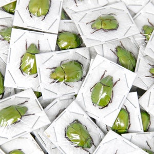 Op de afbeelding: Een close-up van een verzameling groene kevers die vastgezet zijn op witte schuimvierkanten. De kevers zijn in een willekeurig patroon gerangschikt, met sommige die naar boven en sommige die naar beneden wijzen.
