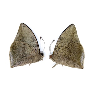 Two 2 Anaea xenocrates, A1 Real Dry-Preserved Butterflies, Unmounted Entomology Taxidermy Specimens image 1