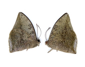 Two (2) Anaea xenocrates, A1 Real Dry-Preserved Butterflies, Unmounted Entomology Taxidermy Specimens