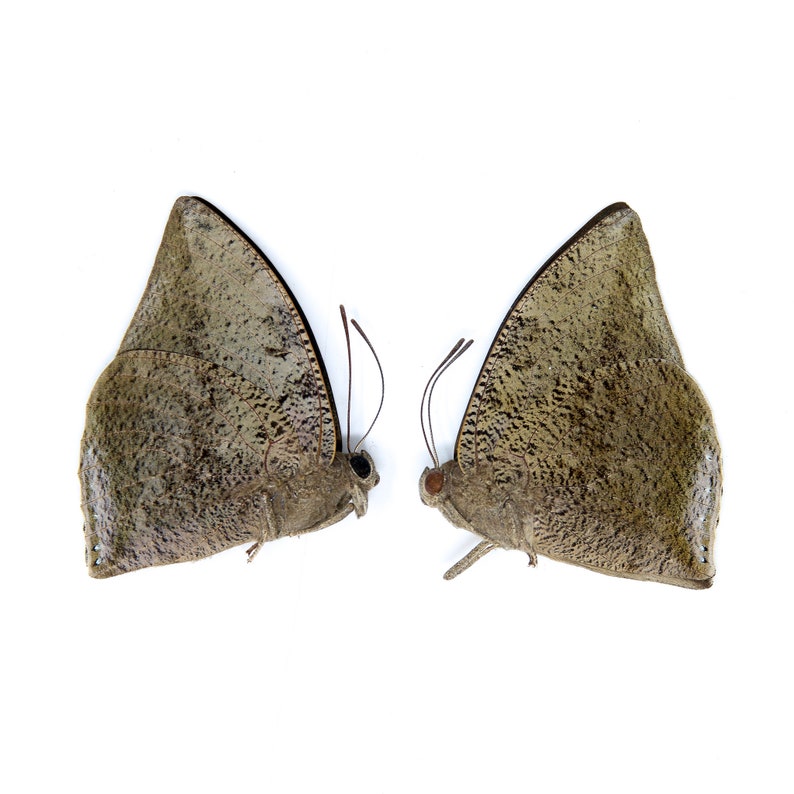 Two 2 Anaea xenocrates, A1 Real Dry-Preserved Butterflies, Unmounted Entomology Taxidermy Specimens image 1