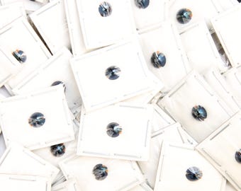 Lot of 20 Steelblue Ladybirds (Halmus chalybeus) A1 Entomology Specimens Wholesale