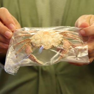 Xanthidae Crab Specimen (Lophozozymus incisus) Form-B. Philippines, Sea-life (1257787)