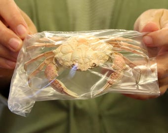 Xanthidae Crab Specimen (Lophozozymus incisus) Form-B. Philippines, Sea-life (1257787)