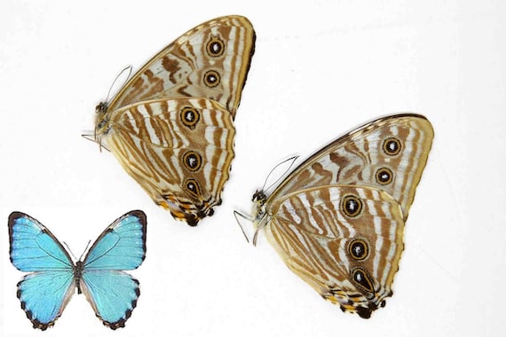 TWO (2) Morpho Portis the Portis Blue Morpho Butterfly, A1