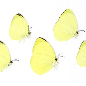 Cinque (5) The Tree Yellow Butterfly, Gandaca harina, Farfalle di carta non montate, Esemplari per collezionismo, Arte, Entomologia, Scuola