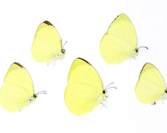 Five (5) The Tree Yellow Butterfly, Gandaca harina, Unmounted Papered Butterflies, Specimens for Collecting, Art, Entomology, School