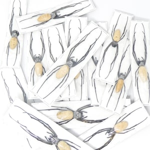 Peut inclure: Une collection d'araignées préservées encadrées, noires et beiges. Les araignées sont présentées sur un fond blanc avec des bordures noires.