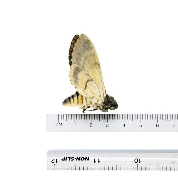 Lesser Deaths-Head Hawk Moth (Acherontia styx) | A1 Unmounted Specimen | The Silence of the Lambs | Taxidermy Skull Horror Goth