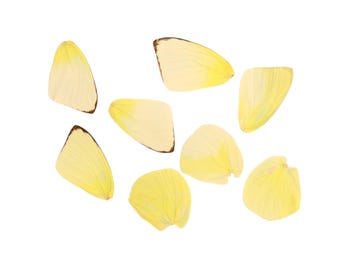 10 Lemon Emigrant Loose Butterfly Wings (Catopsilia pomona) Real Wings for Artistic Creation