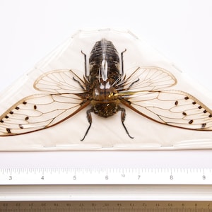 [美品] 新品未開封　Megascolia Procer 1-4 Megascolia Procer Female Giant Procer Wasp Wings Open
