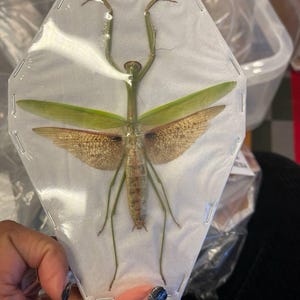 TWO (2) Tenodera aridifolia | Asian Praying Mantis | Dry-preserved Insect Specimens