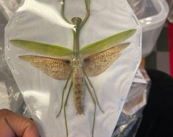 TWO (2) Tenodera aridifolia | Asian Praying Mantis | Dry-preserved Insect Specimens
