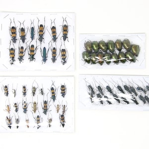 Assorted Specimens Insect Collection (Thailand) A1 Unmounted Dried Beetles, Coleoptera LOT*158