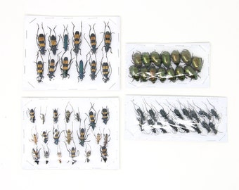 Assorted Specimens Insect Collection (Thailand) A1 Unmounted Dried Beetles, Coleoptera LOT*158