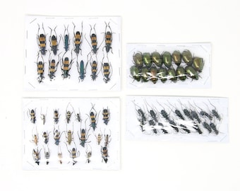 Assorted Specimens Insect Collection (Thailand) A1 Unmounted Dried Beetles, Coleoptera LOT*158