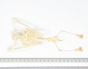 Large Fruit Bat HANGING SKELETON (Rousettus leschenaultii) | A1 Specimen, 7" long (Non-CITES)