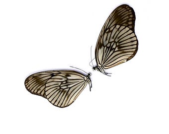 TWO (2) Blanchard's Ghost Tree Nymph (Idea blanchardi) A1 Unmounted Specimens