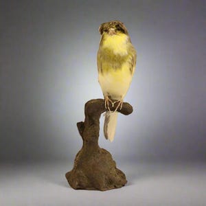 Toupee Canary (Serinus canaria domestica) Non-CITES species