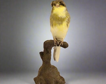 Toupee Canary (Serinus canaria domestica) Non-CITES species