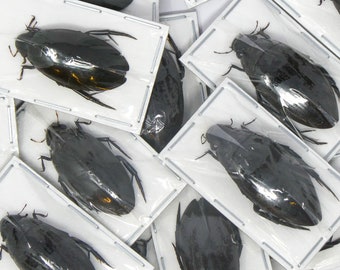 TWO (2) Giant Scavenging Water Beetles (Hydrophilus billineatus cashmirensis) A1 Dytiscidae Specimens