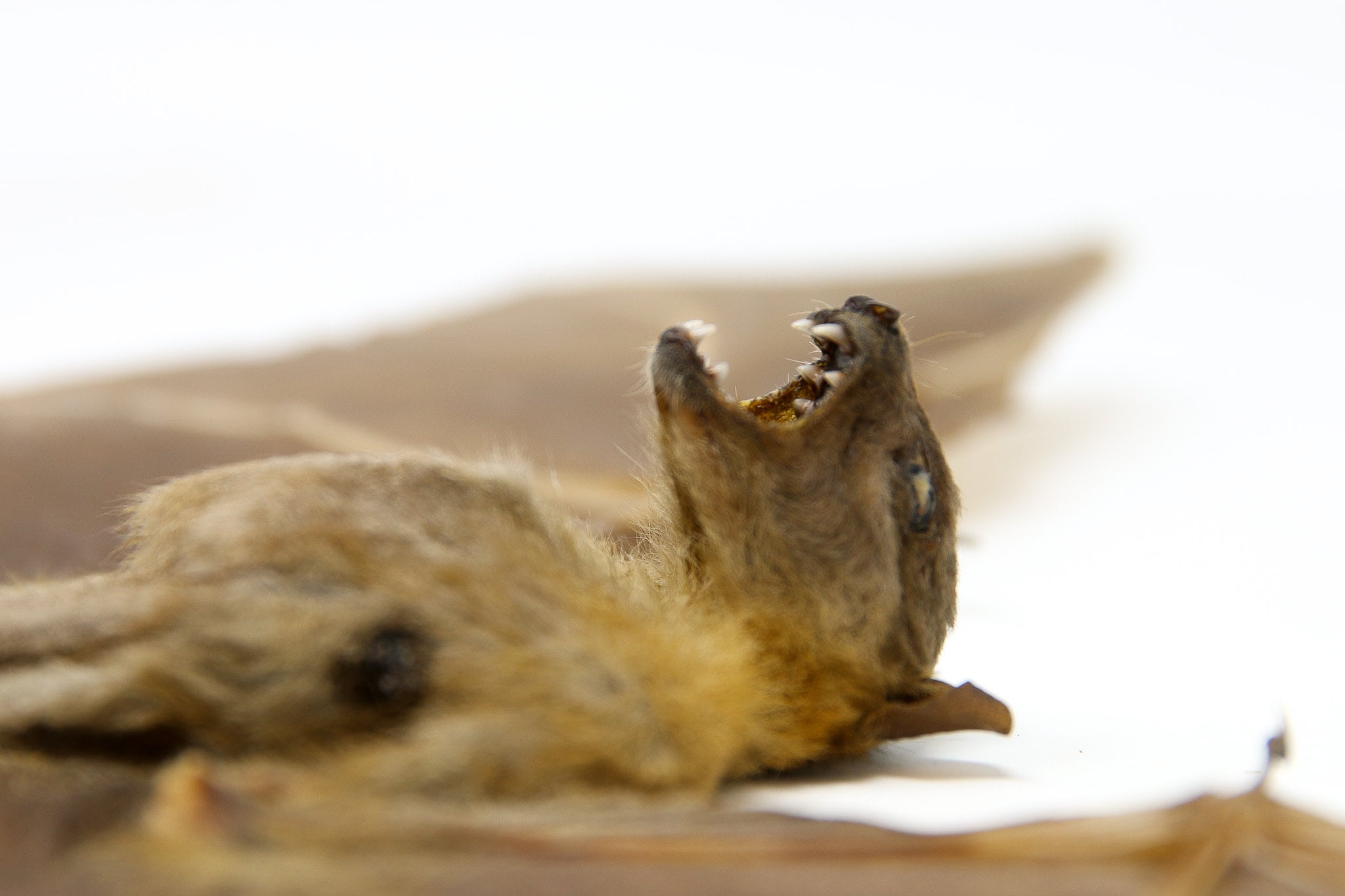 Minute Fruit Bat cynopterus Minutus A1 Spread Specimen Etsy