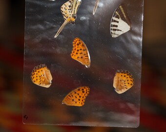 Butterfly Wings GLOSSY LAMINATED SHEET Real Ethically Sourced Specimens Moths Butterflies Wings for Art -- S1