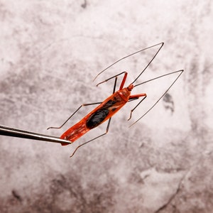 May include: A red and black insect with long legs is held by tweezers against a light grey background.