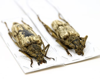 ONE PAIR x Giant Velvet Longhorned Beetles (Neocerambyx gigas) Thailand Specimens A1 Quality Real Insect Entomology