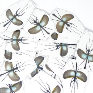 May include: A collection of white paper cards with black and white stick insect specimens mounted on them. The insects have long, thin legs and delicate wings with a blue and white pattern.