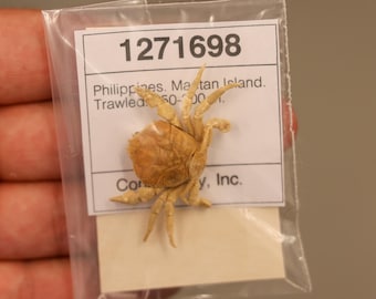 Dromiidae Crab Specimen (Conchoecetes artificiosus) Philippines, Sea-life (1271698)