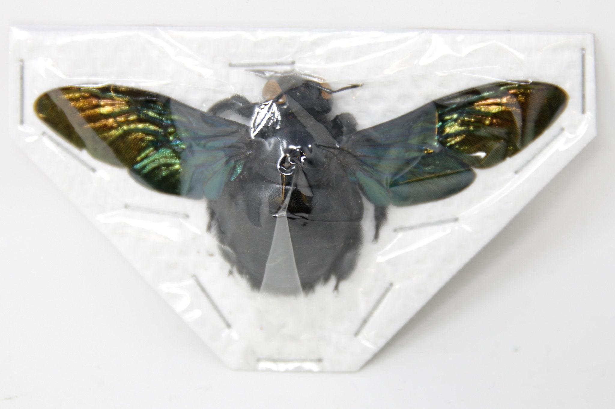 Giant Bee from Thailand, Real Preserved Specimen, Entomology Taxidermy ...