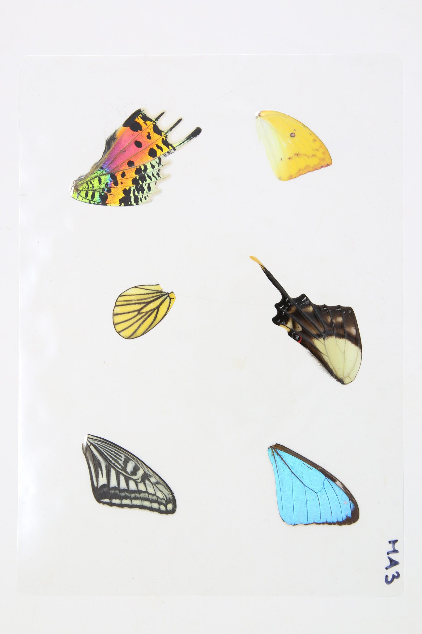 Laminated Sheet of Real Butterfly Wings A5 Glossy 80 mic 154 x 216mm