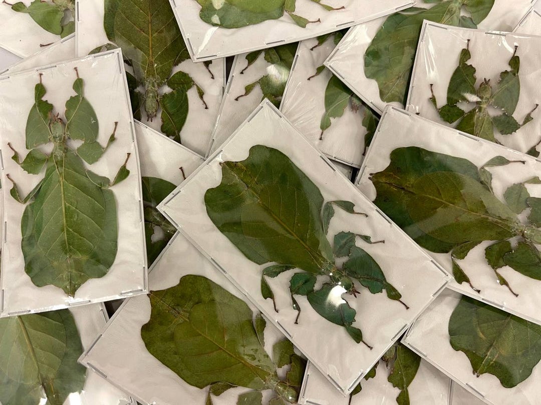 Java Leaf Insects TWO (2) Java Green Giant Leaf Insects (pulchriphyllium Pulchrifolium ...