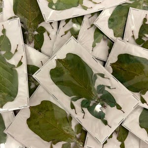 TWO (2) Java Green Giant Leaf Insects (Pulchriphyllium pulchrifolium) A1 Spread Specimens (Females)