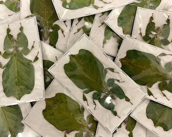 TWO (2) Java Green Giant Leaf Insects (Pulchriphyllium pulchrifolium) A1 Spread Specimens (Females)