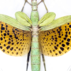 Java Giant Stick Insect (Paracyphocrania major) A1 Spread Specimen, Ideal for Framing and Collecting - STUNNING - HUGE!