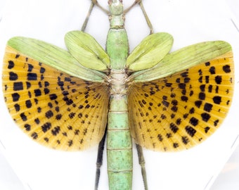 Java Giant Stick Insect (Paracyphocrania major) A1 Spread Specimen, Ideal for Framing and Collecting - STUNNING - HUGE!