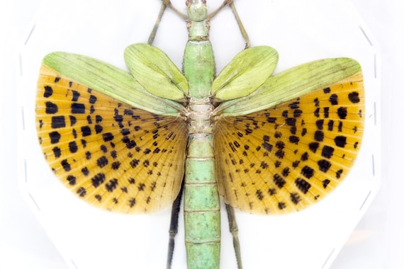 Java Giant Stick Insect (paracyphocrania Major) A1 Spread Specimen