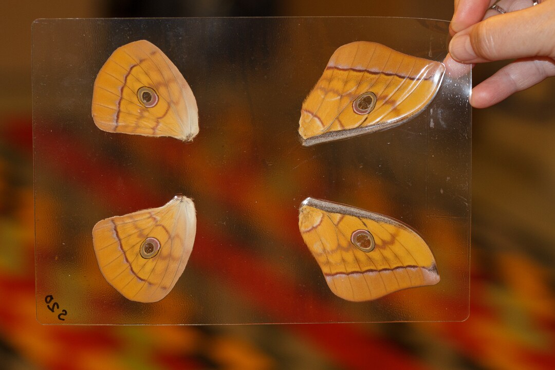 Butterfly Wings GLOSSY LAMINATED SHEET Real Ethically Sourced Specimens Moths Butterflies Wings