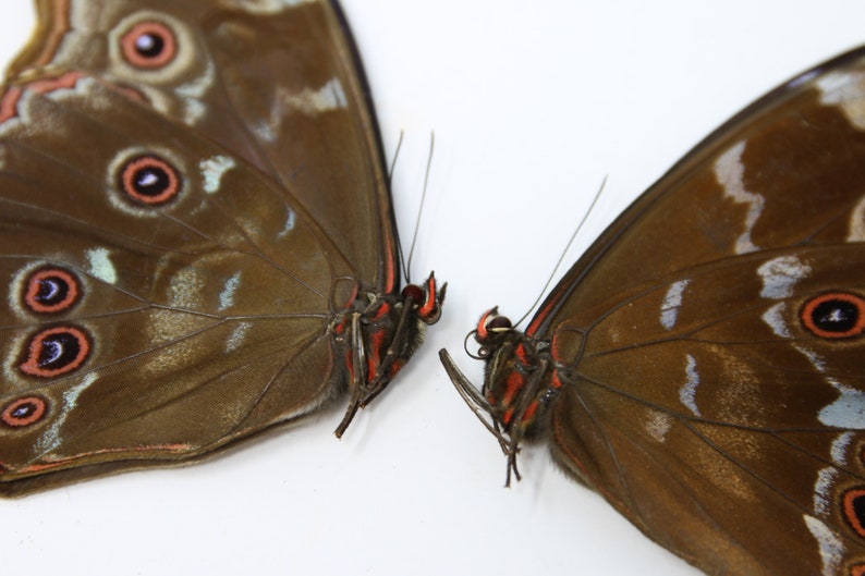 WHOLESALE 10 Morpho didius A1 Giant Blue Morpho Butterflies Unmounted Papered Specimens image 4