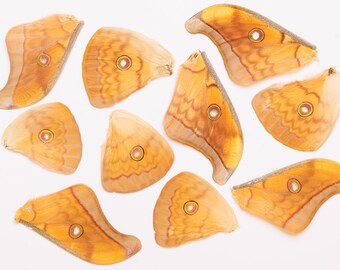 10 Silk Moth Wings (Antheraea frithi) Real Insects for Artistic Creation