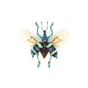 TWO (2) SPREAD Weevils, Beetles (Eupholus mimikanus) A1 Wings-open