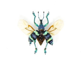 TWO (2) SPREAD Weevils, Beetles (Eupholus mimikanus) A1 Wings-open