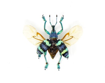 TWO (2) SPREAD Weevils, Beetles (Eupholus mimikanus) A1 Wings-open
