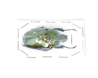 Jumnos ruckeri ruckeri 42.7mm A1 | Thailand Green Flower Beetle, Entomology Specimen