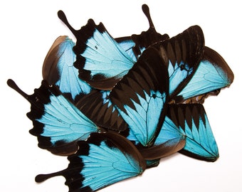 16 Butterfly Wings BLUE Swallowtail (Papilio ulysses) Real Dry-preserved Specimens for Artistic Creation
