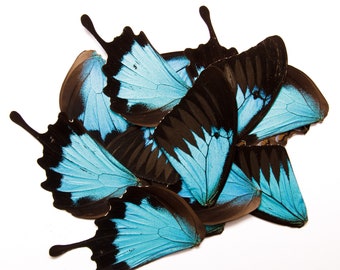 10 Butterfly Wings BLUE Swallowtail (Papilio ulysses) Real Dry-preserved Specimens for Artistic Creation